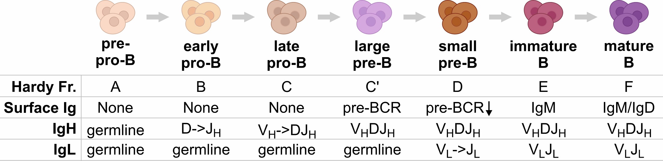 Figure for B-cell Differentiation