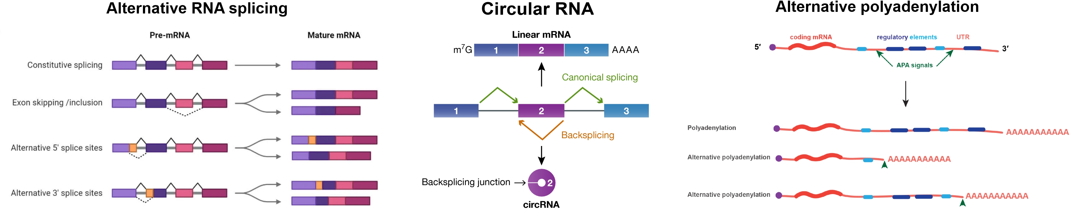 Figure for Molecular Markers